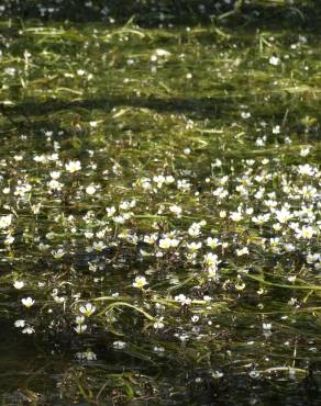 Fotografia 12 da espécie Ranunculus peltatus subesp. peltatus no Jardim Botânico UTAD