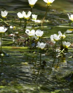 Fotografia 14 da espécie Ranunculus peltatus subesp. peltatus no Jardim Botânico UTAD