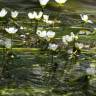 Fotografia 14 da espécie Ranunculus peltatus subesp. peltatus do Jardim Botânico UTAD