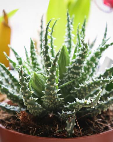 Fotografia de capa Aloe humilis - do Jardim Botânico