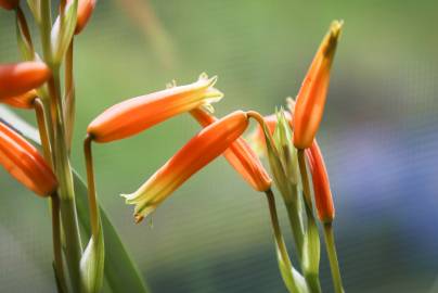 Fotografia da espécie Aloe humilis