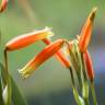 Fotografia 3 da espécie Aloe humilis do Jardim Botânico UTAD