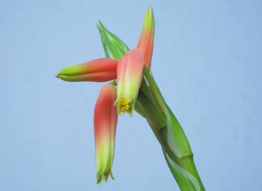 Fotografia da espécie Aloe humilis