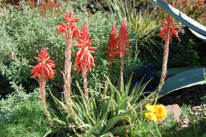 Fotografia da espécie Aloe humilis