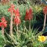 Fotografia 5 da espécie Aloe humilis do Jardim Botânico UTAD