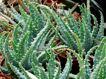 Fotografia da espécie Aloe humilis
