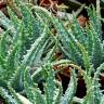 Fotografia 6 da espécie Aloe humilis do Jardim Botânico UTAD