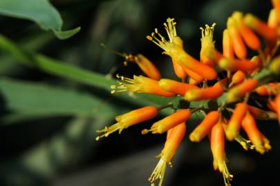 Fotografia da espécie Aloe humilis