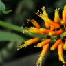 Fotografia 7 da espécie Aloe humilis do Jardim Botânico UTAD