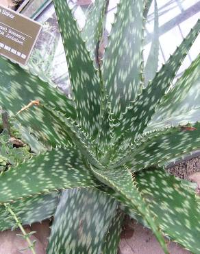 Fotografia 1 da espécie Aloe zebrina no Jardim Botânico UTAD