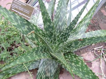 Fotografia da espécie Aloe zebrina