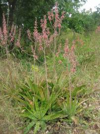 Fotografia da espécie Aloe zebrina