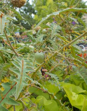 Fotografia 2 da espécie Solanum pyracanthos no Jardim Botânico UTAD