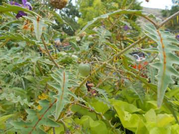 Fotografia da espécie Solanum pyracanthos