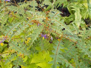 Fotografia da espécie Solanum pyracanthos