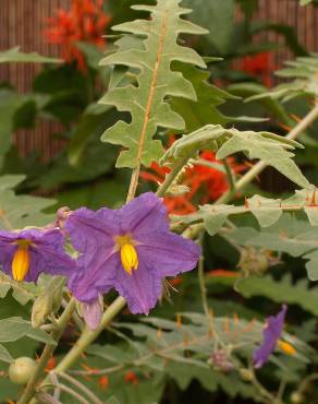 Fotografia 4 da espécie Solanum pyracanthos no Jardim Botânico UTAD