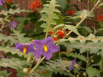 Fotografia da espécie Solanum pyracanthos