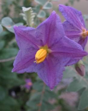 Fotografia 5 da espécie Solanum pyracanthos no Jardim Botânico UTAD