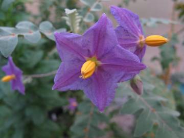 Fotografia da espécie Solanum pyracanthos