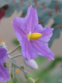 Fotografia da espécie Solanum pyracanthos