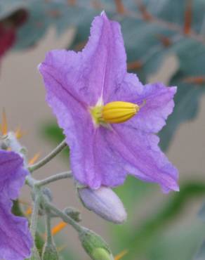 Fotografia 6 da espécie Solanum pyracanthos no Jardim Botânico UTAD