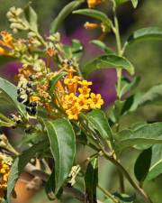 Fotografia da espécie Cestrum aurantiacum