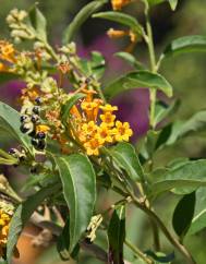 Cestrum aurantiacum