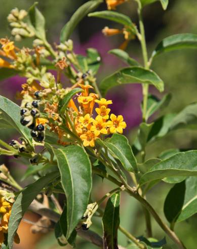 Fotografia de capa Cestrum aurantiacum - do Jardim Botânico