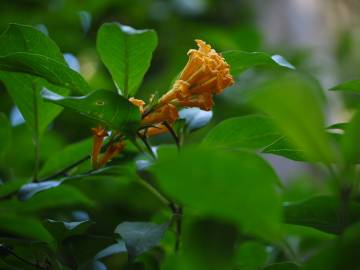 Fotografia da espécie Cestrum aurantiacum