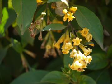 Fotografia da espécie Cestrum aurantiacum