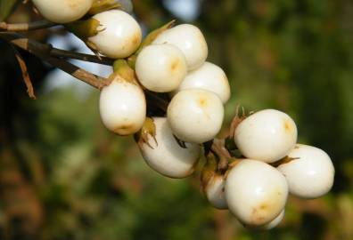 Fotografia da espécie Cestrum aurantiacum