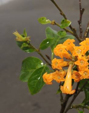 Fotografia 9 da espécie Cestrum aurantiacum no Jardim Botânico UTAD