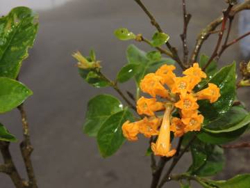 Fotografia da espécie Cestrum aurantiacum