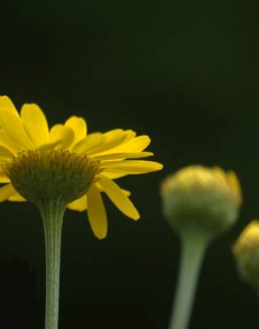 Fotografia 1 da espécie Anthemis tinctoria no Jardim Botânico UTAD