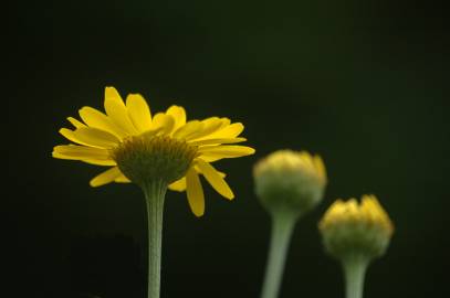 Fotografia da espécie Anthemis tinctoria