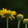 Fotografia 1 da espécie Anthemis tinctoria do Jardim Botânico UTAD