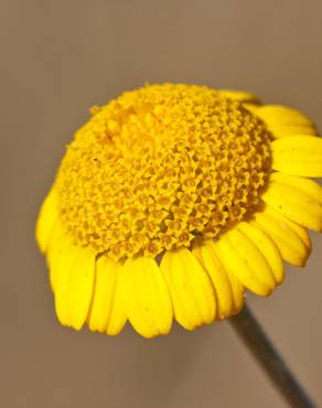 Fotografia 3 da espécie Anthemis tinctoria no Jardim Botânico UTAD