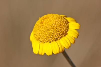 Fotografia da espécie Anthemis tinctoria