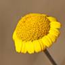 Fotografia 3 da espécie Anthemis tinctoria do Jardim Botânico UTAD