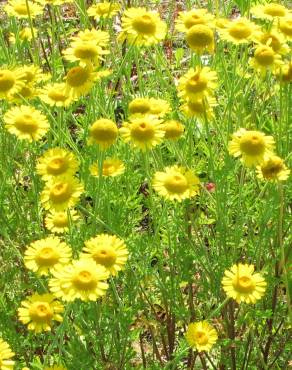 Fotografia 4 da espécie Anthemis tinctoria no Jardim Botânico UTAD