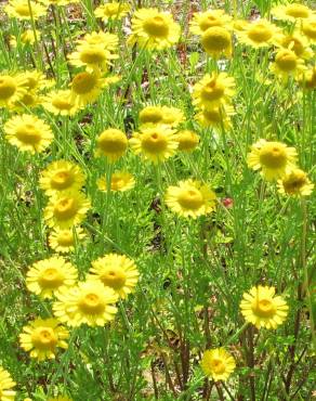 Fotografia 4 da espécie Anthemis tinctoria no Jardim Botânico UTAD