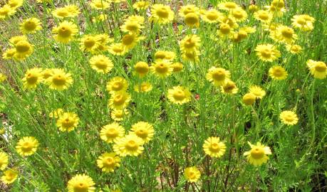 Fotografia da espécie Anthemis tinctoria