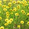 Fotografia 4 da espécie Anthemis tinctoria do Jardim Botânico UTAD