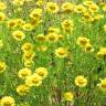 Fotografia 4 da espécie Anthemis tinctoria do Jardim Botânico UTAD