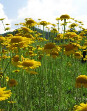 Fotografia 5 da espécie Anthemis tinctoria no Jardim Botânico UTAD