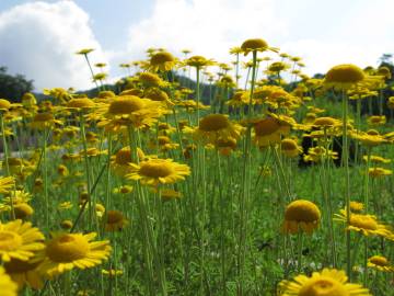 Fotografia da espécie Anthemis tinctoria