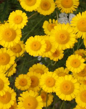 Fotografia 6 da espécie Anthemis tinctoria no Jardim Botânico UTAD