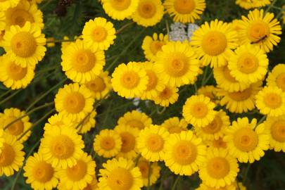 Fotografia da espécie Anthemis tinctoria