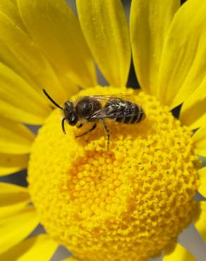 Fotografia 7 da espécie Anthemis tinctoria no Jardim Botânico UTAD