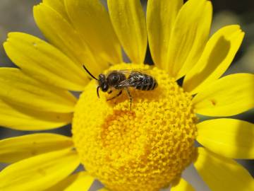 Fotografia da espécie Anthemis tinctoria